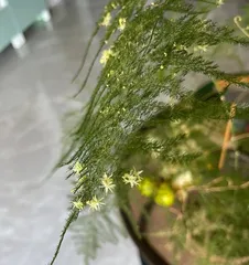 The Secret of Asparagus Fern Blooming (Care Tips and Blooming Time)