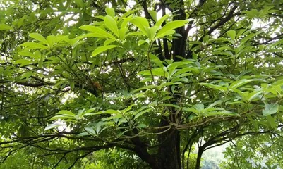 Guide to Planting Golden-thread Nanmu in the North (Where is it suitable to plant? How to plant scientifically? How to care for it?) 2