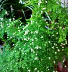 The Secret of Asparagus Fern Blooming (Care Techniques and Flowering Time) 2