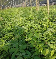 Guide to Planting Golden-thread Nanmu in the North (Where is it suitable to plant? How to plant scientifically? How to care for it?) 3