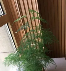 The Secret of Asparagus Fern Blooming (Care Techniques and Flowering Time) 3