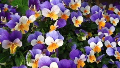 Spring Flower Care Guide (15 Flower Care Tips to Make Your Spring More Brilliant)