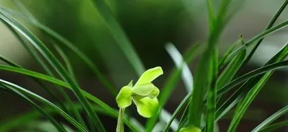 Spring Flower Guide (15 Flower Care Tips to Make Your Spring More Splendid) 2