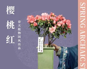 Spring Flower Guide (15 Flower Care Tips to Make Your Spring More Splendid) 3