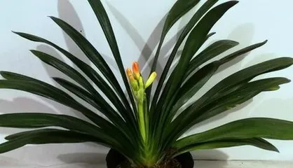 Caring for Clivia Miniata (Creating Healthy and Beautiful Clivia Miniata)