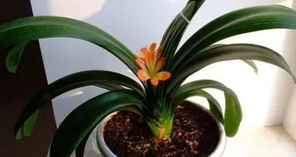 Clivia miniata Care Methods (Creating a Healthy and Beautiful Clivia miniata) 2