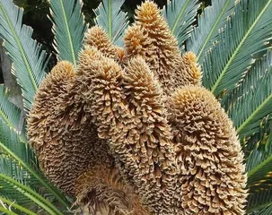 Is the iron tree toxic? Is it suitable for indoor cultivation? (Iron tree care guide and precautions)