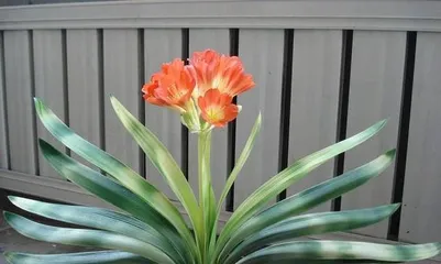 Clivia miniata Care Methods (Creating a Healthy and Beautiful Clivia miniata) 3