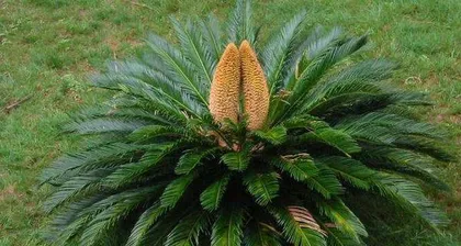 铁树有毒吗?适合放在室内养吗?(铁树养护指南及注意事项)2