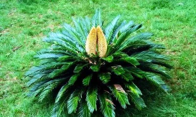 铁树有毒吗?适合放在室内养吗?(铁树养护指南及注意事项)3