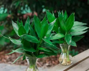 Growing and caring for hydroponic lotus bamboo (Creating fresh and natural home greenery - Hydroponic lotus bamboo, easy to maintain, beautiful and practical)