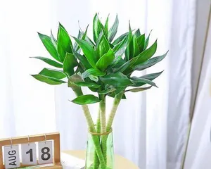 Cultivation Methods and Precautions for Hydroponic Lotus Bamboo (Creating a Fresh and Natural Home Green Plant—Hydroponic Lotus Bamboo, Easy to Care For, Beautiful and Practical) 2