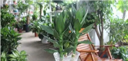 Cultivation Methods and Precautions for Hydroponic Lotus Bamboo (Creating a Fresh and Natural Home Green Plant—Hydroponic Lotus Bamboo, Easy to Care For, Beautiful and Practical) 3