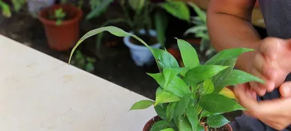 Tips for caring for white orchids (using beer watering is healthier)