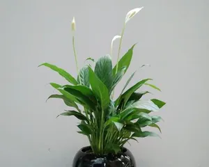 Peace Lily Care Tips (Watering with Beer for Healthier Growth) 2