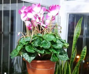 Cyclamen Flowering Time and Care Tips (Can it Flower in Winter? Detailed Indoor Care Points) 2