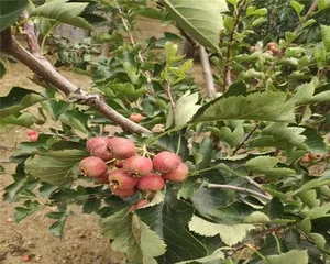 Sunlight Affection of Hawthorn Trees (Unveiling the Reasons Why Hawthorns Love Sunlight and Their Care Methods)