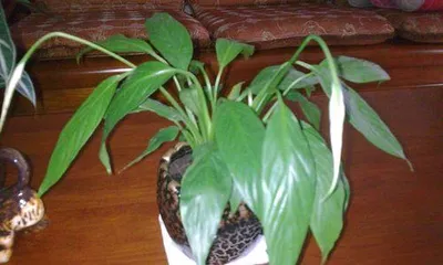 Peace Lily Care Tips (Watering with Beer for Healthier Growth) 3