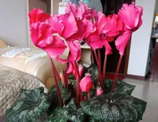 Cyclamen Flowering Time and Care Tips (Can it Flower in Winter? Detailed Indoor Care Points) 3