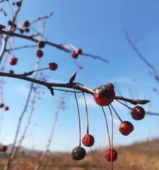 山楂树的阳光之恋(揭秘山楂树喜欢阳光的原因与养护方法)3