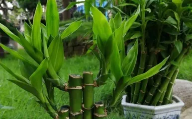 How to Grow Lucky Bamboo in Soil (Soil Requirements and Care Tips for Lucky Bamboo)