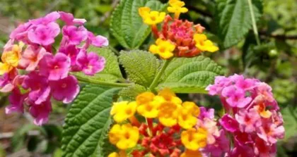 Is Mallow toxic? How to properly care for it (Understand the characteristics and care tips of Mallow to make your indoor space more beautiful)