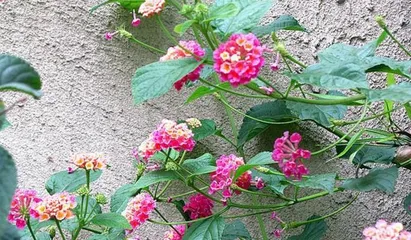 Is Lantana Poisonous? How to Care for It Correctly (Learn about the characteristics and care techniques of lantana to make your indoor space more beautiful)2