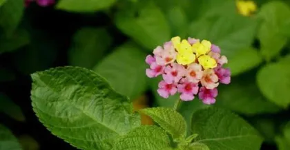 Is Lantana Poisonous? How to Care for It Correctly (Learn about the characteristics and care techniques of lantana to make your indoor space more beautiful)3