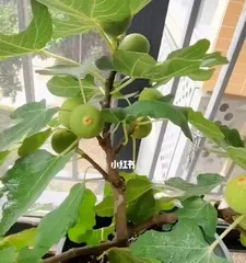 Planting fig trees to make the courtyard more beautiful (Fig tree varieties and care tips)