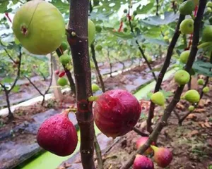 Planting Fig Trees to Make Your Yard More Beautiful (Varieties and Care Tips for Fig Trees) 2