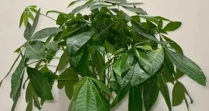 The Feng Shui Symbolism and Placement of the Money Tree (Explaining the placement methods of the Money Tree from the perspective of Feng Shui)