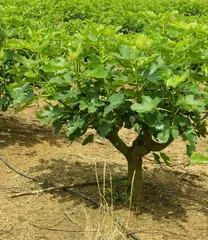 Planting Fig Trees to Make Your Yard More Beautiful (Varieties and Care Tips for Fig Trees) 3