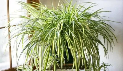 Growing Habits and Care Techniques of Chlorophytum (Exploring the Key Characteristics of Chlorophytum's Preference for Sun or Shade, Sharing the Unique Beauty and Care Experiences of Chlorophytum)