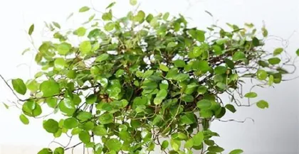 Growth Habits and Care Tips for Spider Plants (Exploring the key features of whether spider plants prefer sun or shade, sharing the unique beauty and care experience of spider plants) 2