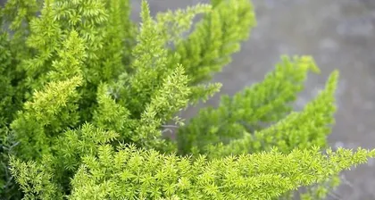 The Cultivation and Maintenance of Asparagus (From Site Selection to Harvesting: Teach You Step by Step to Grow High-Quality Asparagus)