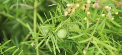 Cultivation and Care of Asparagus Cochinchinensis (From Site Selection to Harvest, Teaching You to Grow High-Quality Asparagus Cochinchinensis Step by Step)2