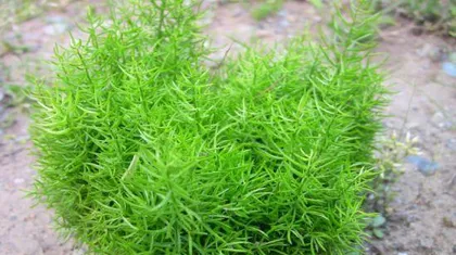 Cultivation and Care of Asparagus Cochinchinensis (From Site Selection to Harvest, Teaching You to Grow High-Quality Asparagus Cochinchinensis Step by Step)3