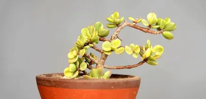 Golden Branch and Jade Leaf Bonsai Care Guide (Key on Precautions, Help You Grow True Bonsai Artworks)