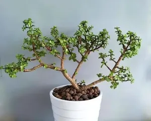 Portulacaria afra Bonsai Care Guide (Focus on Key Precautions to Cultivate a True Bonsai Artwork) 3