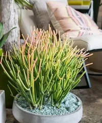 Care tips for the Baobab after repotting (How often to water? Precautions!)