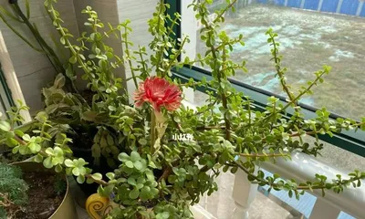 Care tips for pencil cactus after repotting (How often to water? Precautions!) 2