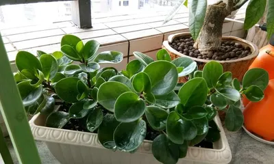 Care tips for pencil cactus after repotting (How often to water? Precautions!) 3