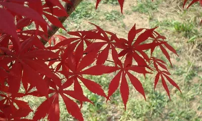 The growth rate of maple trees (unveiling how tall maple trees can grow in a year)