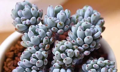 How to Raise Blue Beans in Prime Condition (Blue Bean Care Ultimate Guide: What is the Secret to Success?)