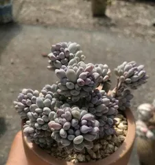 How to Cultivate Blue Bean Tea in Excellent Condition (A Complete Guide to Blue Bean Tea Care, What is the Secret to Success?) 2