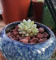 How to Cultivate Blue Bean Tea in Excellent Condition (A Complete Guide to Blue Bean Tea Care, What is the Secret to Success?) 3