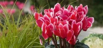 Anthurium Overwintering Guide (Essential for Winter Care, Keeping Your Anthurium Warm Through the Winter)