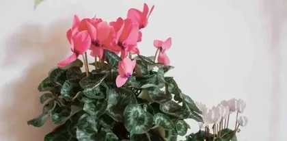 A Guide to Overwintering Cyclamen Safely (Essential for Winter Care, Let Your Cyclamen Have a Warm Winter) 2