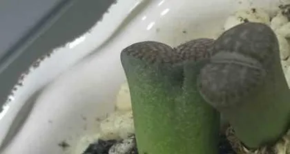 How to rescue living stone seedlings? (Rescue measures and care techniques)