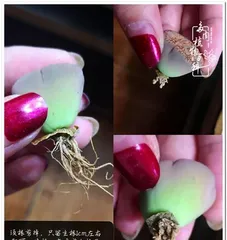 生石花僵苗如何抢救?(救援措施及养护技巧)2